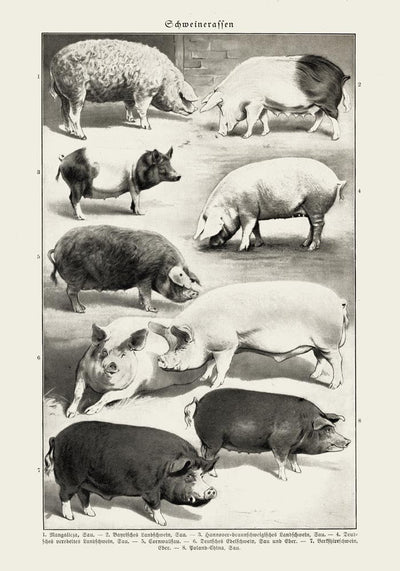 Antique Pig Breeds Poster – Vintage Chart Fine Art Print Tierillustration