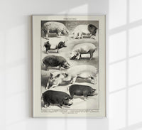 Antique Pig Breeds Poster – Vintage Chart Fine Art Print Animal Illustration — Ansicht 1