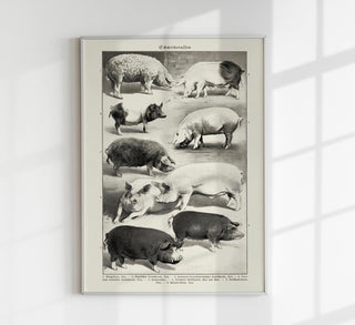Vintage-Chart „Antique Pig Breeds“ als Fine-Art-Print auf 225g Papier oder 380g Canvas, in A3 bis A0/B0, ohne Rahmen – detailreiche Tierillustration.
