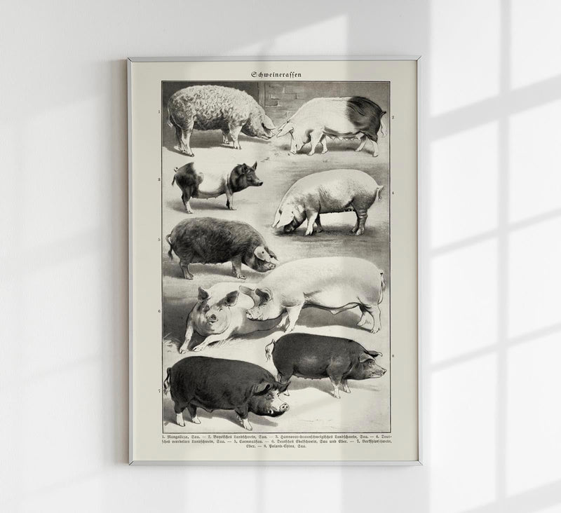 Antique Pig Breeds Poster – Vintage Chart Fine Art Print Animal Illustration — Patroa Studio