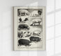Antique Pig Breeds Poster – Vintage Chart Fine Art Print Animal Illustration