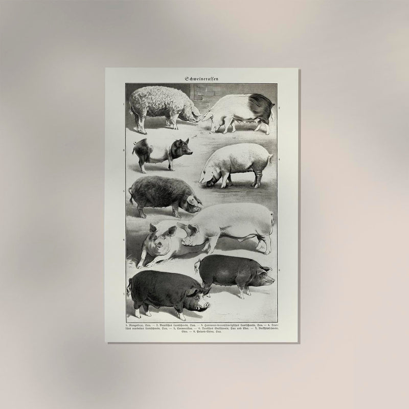 Antique Pig Breeds Poster – Vintage Chart Fine Art Print Animal Illustration — Ansicht 2