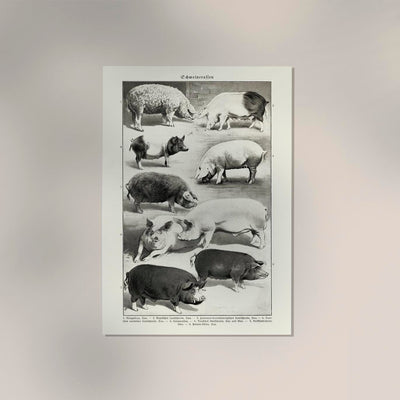 Antique Pig Breeds Poster – Vintage Chart Fine Art Print Tierillustration