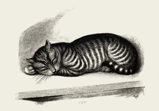Antique Sleeping Cat Poster – Vintage Illustration | Fine Art Print | Cozy Mood
