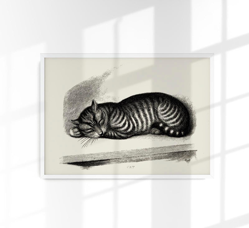 Antique Sleeping Cat Poster – Vintage Illustration Fine Art Print — Patroa Studio
