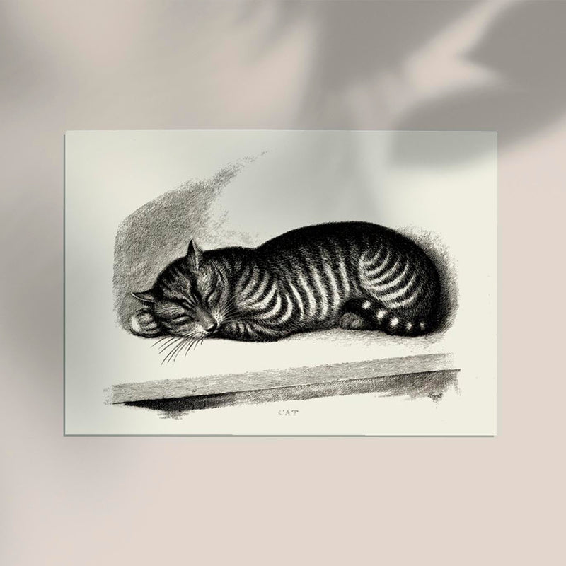 Antique Sleeping Cat Poster – Vintage Illustration Fine Art Print — Ansicht 2