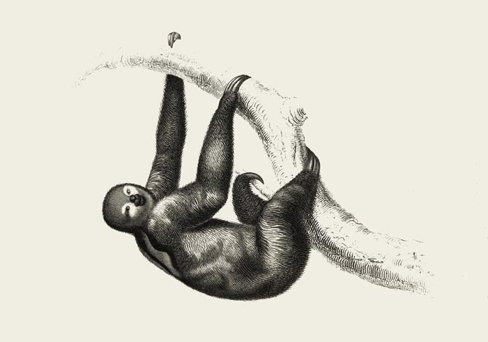 Antique Sloth Poster – Vintage Illustration Fine Art Print | Canvas Option — Ansicht 3