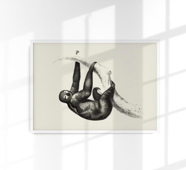 Antique Sloth Poster – Vintage Illustration Fine Art Print | Canvas Option