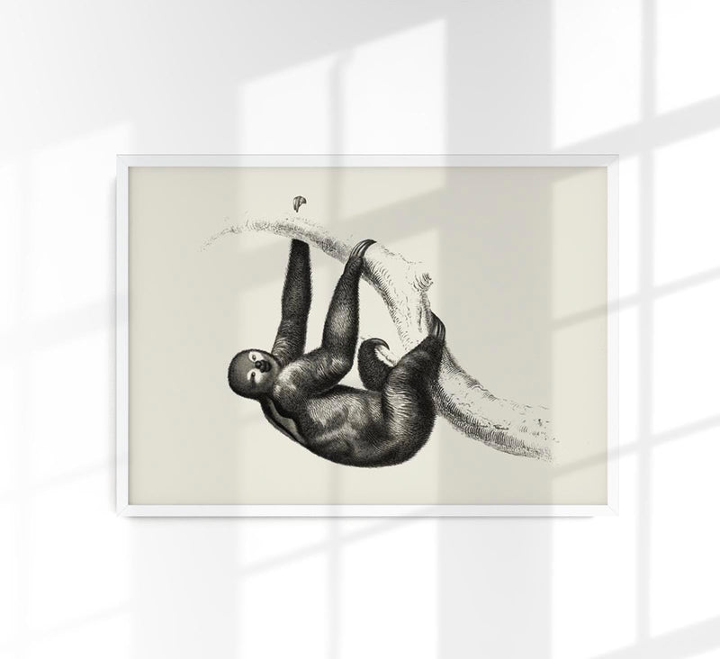 Antique Sloth Poster – Vintage Illustration Fine Art Print | Canvas Option — Patroa Studio