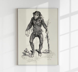Vintage-Illustration eines lächelnden Affen im „antique“ Naturkunde-Stil als Kunstdruck in verschiedenen Größen, ohne Rahmen.
