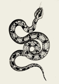 Antique Snake Poster – Vintage Illustration Fine Art Print | Patroa Studio — Ansicht 3