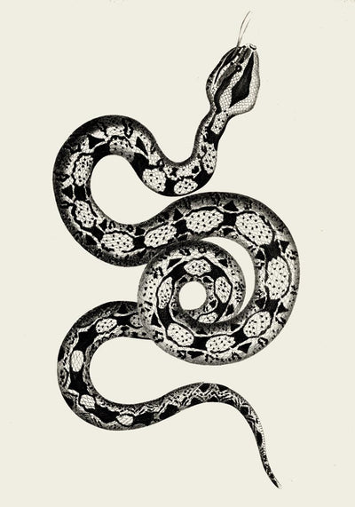 Antique Snake Poster – Vintage Illustration Fine Art Print | Patroa Studio