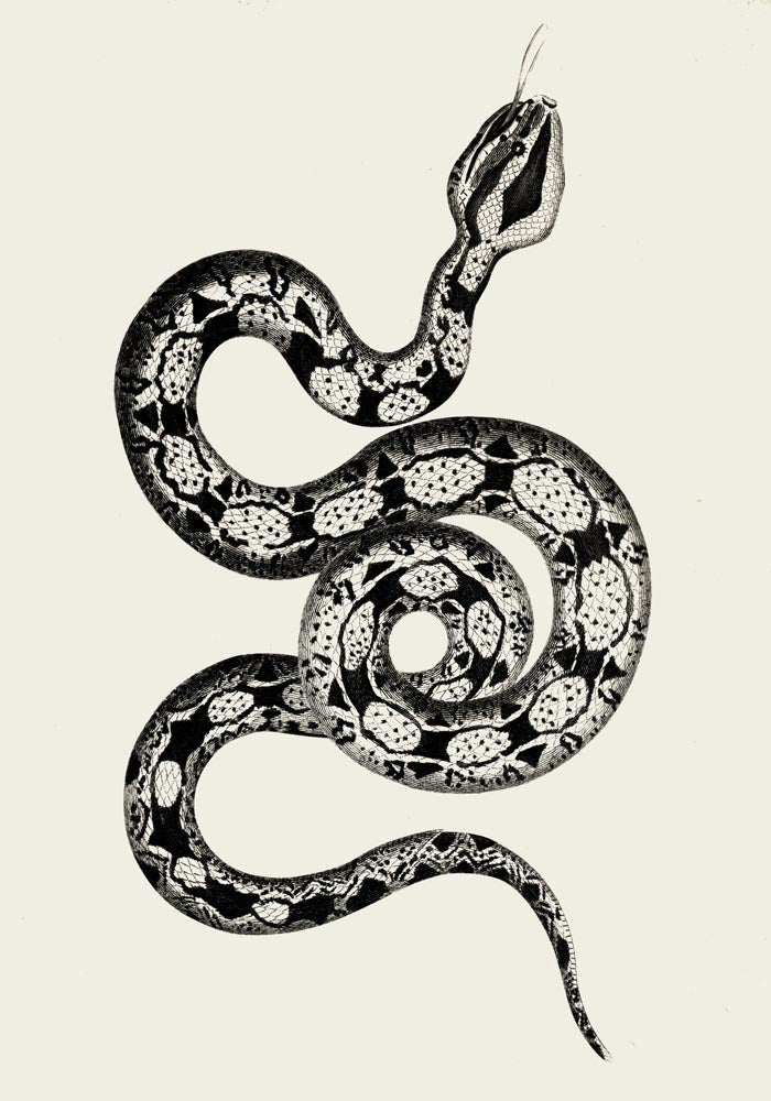 Antique Snake Poster – Vintage Illustration Fine Art Print | Patroa Studio — Ansicht 3