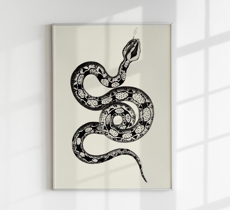 Antique Snake Poster – Vintage Illustration Fine Art Print | Patroa Studio — Patroa Studio