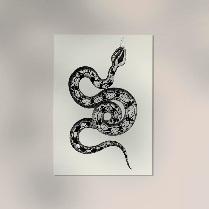 Antique Snake Poster – Vintage Illustration Fine Art Print | Patroa Studio — Ansicht 2