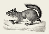 Antique Squirrel Poster – Schwarz-Weiß Illustration — Ansicht 3