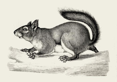 Antique Squirrel Poster – Schwarz-Weiß Illustration