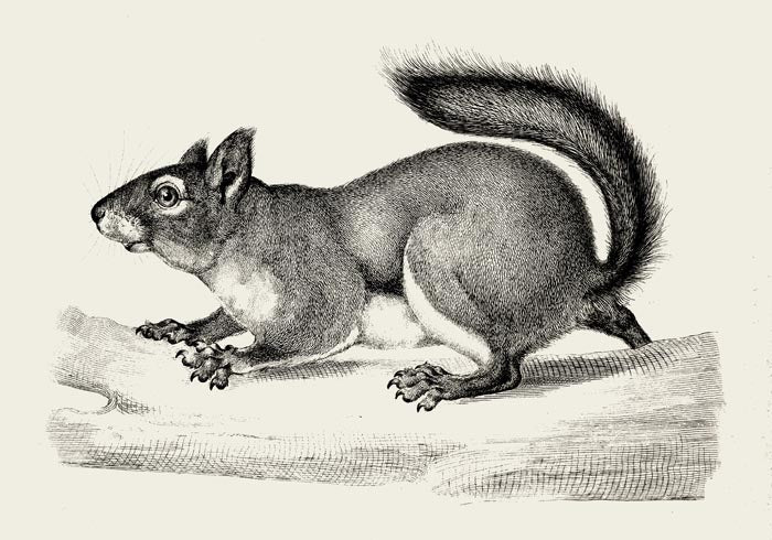 Antique Squirrel Poster – Schwarz-Weiß Illustration — Ansicht 3
