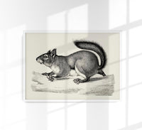 Antique Squirrel Poster – Schwarz-Weiß Illustration — Ansicht 1