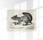 Antique Squirrel Poster – Schwarz-Weiß Illustration