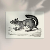 Antique Squirrel Poster – Schwarz-Weiß Illustration — Ansicht 2