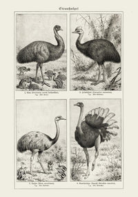 Antique Ostrich Breeds Vintage Chart – Fine Art Print or Canvas — Ansicht 3