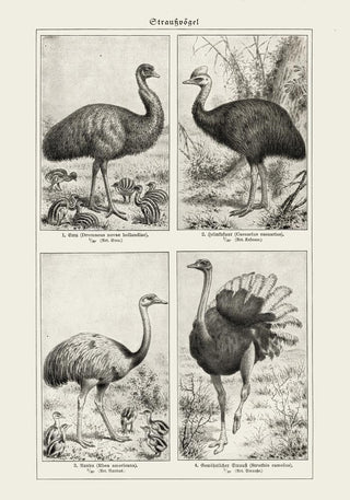 Antique Ostrich Breeds – Vintage Birds Chart | Fine Art | Canvas