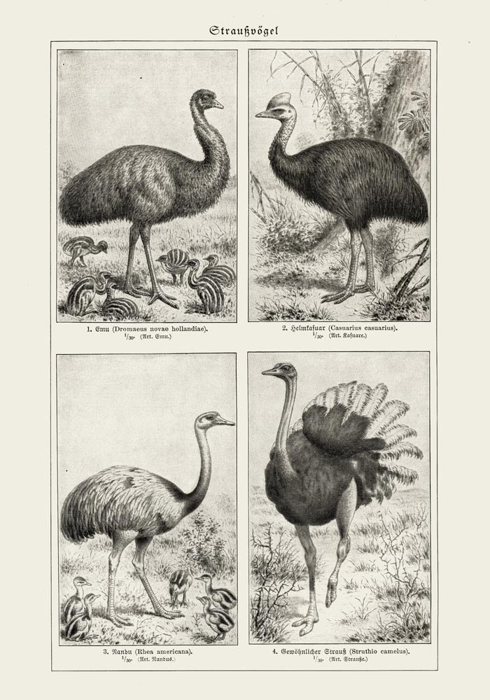 Antique Ostrich Breeds Vintage Chart – Fine Art Print or Canvas — Ansicht 3