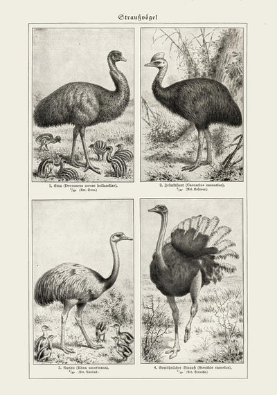 Antique Ostrich Breeds Vintage Chart – Fine Art Print oder Canvas