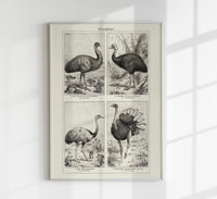 Antique Ostrich Breeds Vintage Chart – Fine Art Print or Canvas — Ansicht 1