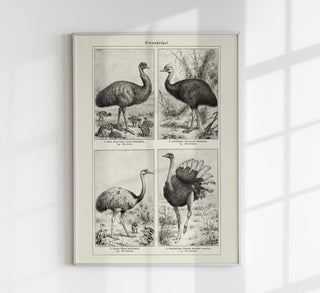 Vintage-Naturkunde-Chart mit Strauß-Illustrationen („Ostrich Breeds“) im ruhigen Archivstil als Kunstdruck in verschiedenen Größen, ohne Rahmen.
