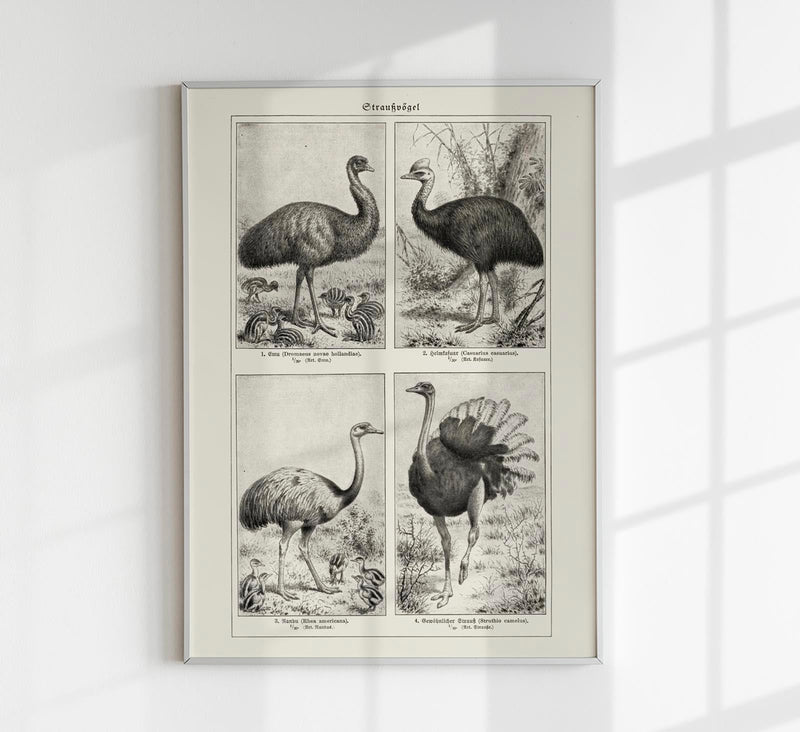 Antique Ostrich Breeds Vintage Chart – Fine Art Print or Canvas — Patroa Studio