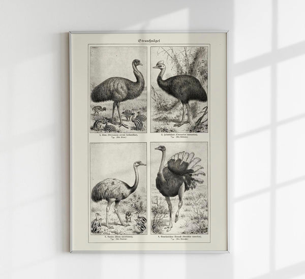 Antique Ostrich Breeds Vintage Chart – Fine Art Print oder Canvas