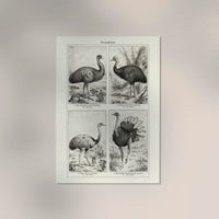 Antique Ostrich Breeds Vintage Chart – Fine Art Print or Canvas — Ansicht 2