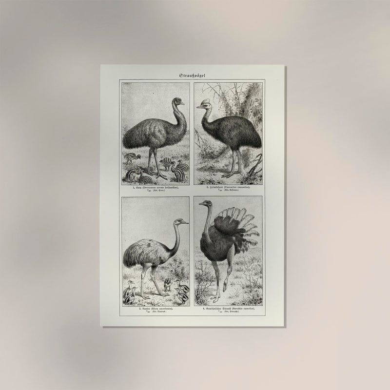 Antique Ostrich Breeds Vintage Chart – Fine Art Print or Canvas — Ansicht 2
