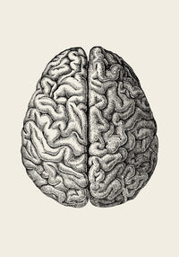 Anatomical Brain – Scientific Poster | Brain Anatomy | UV-resistant — Ansicht 4