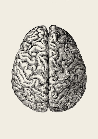 Anatomical Brain – Scientific Poster | Brain Anatomy | UV-resistant