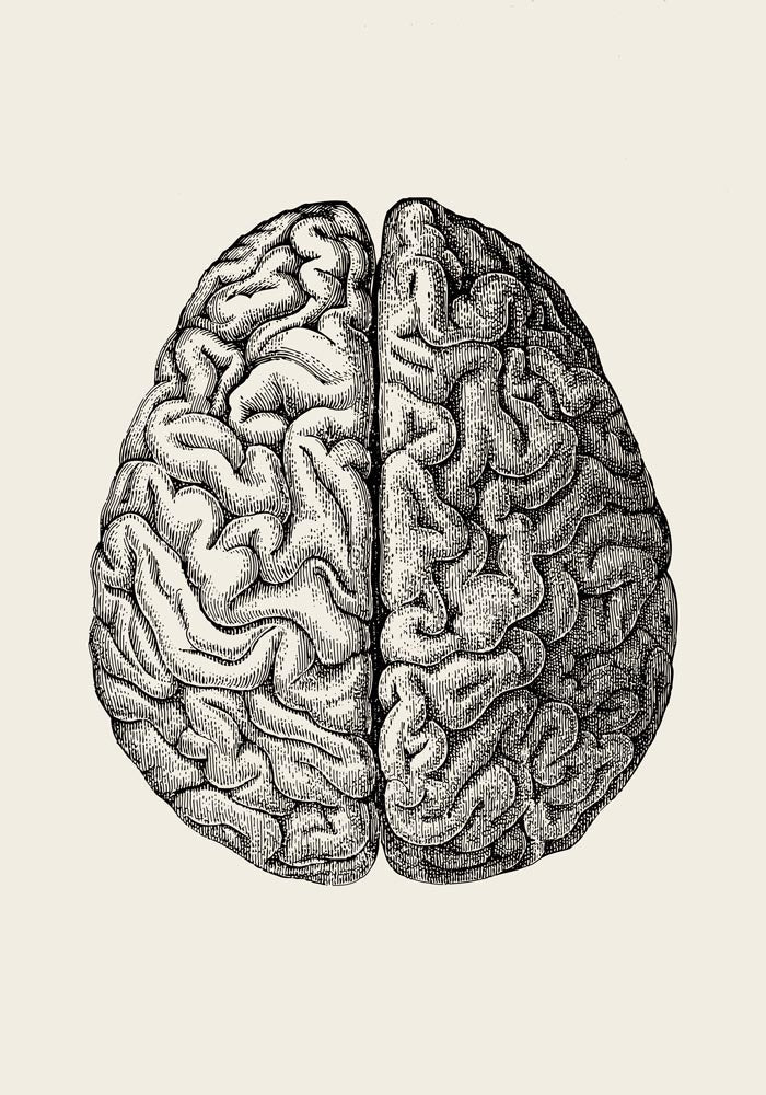 Anatomical Brain – Scientific Poster | Brain Anatomy | UV-resistant — Ansicht 4