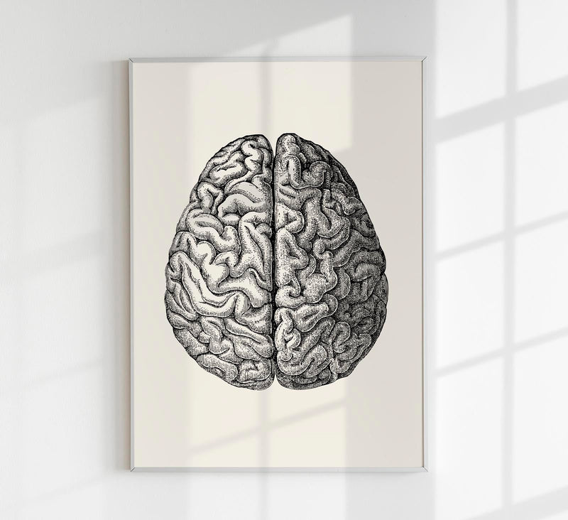 Anatomical Brain – Scientific Poster | Brain Anatomy | UV-resistant — Patroa Studio
