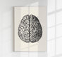 Anatomical Brain – Scientific Poster | Brain Anatomy | UV-resistant