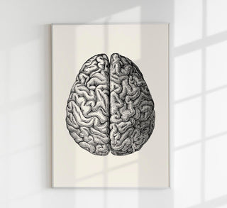 Anatomical Brain – Wissenschaftliches Poster | Gehirnanatomie | UV-beständig