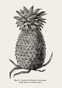 Antique Pineapple Poster – Fine Art Print Pineapple Botany UV-resistant — Ansicht 3