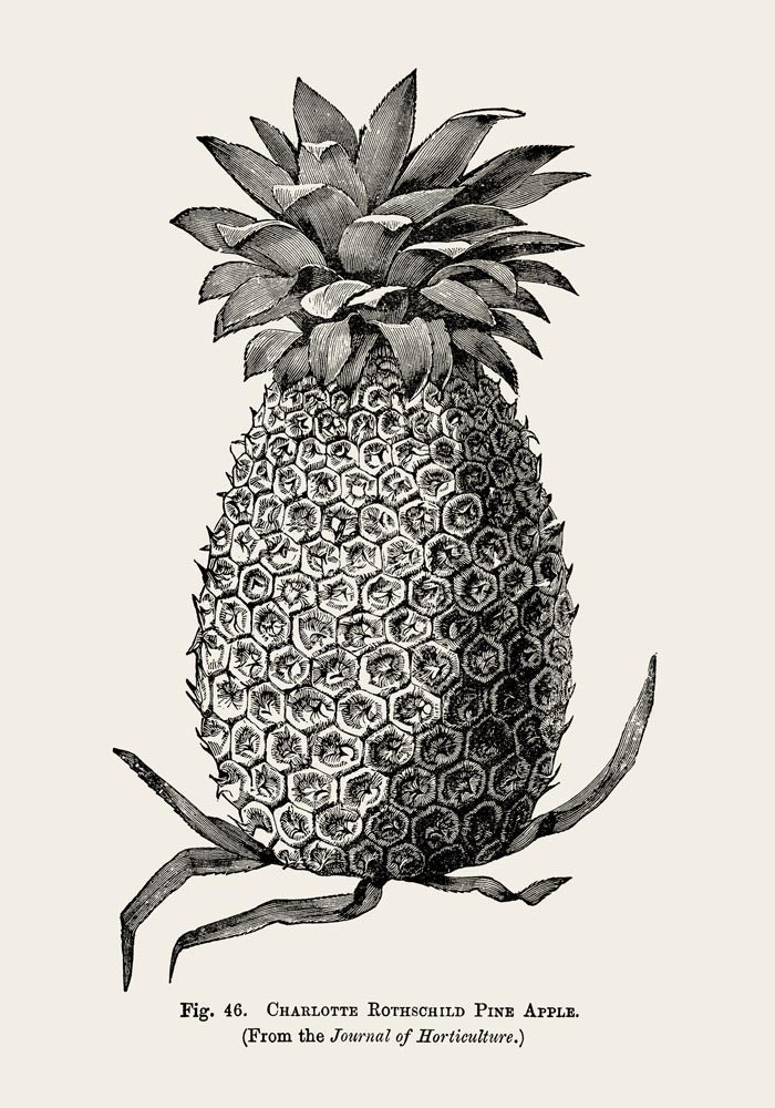 Antique Pineapple Poster – Fine Art Print Pineapple Botany UV-resistant — Ansicht 3