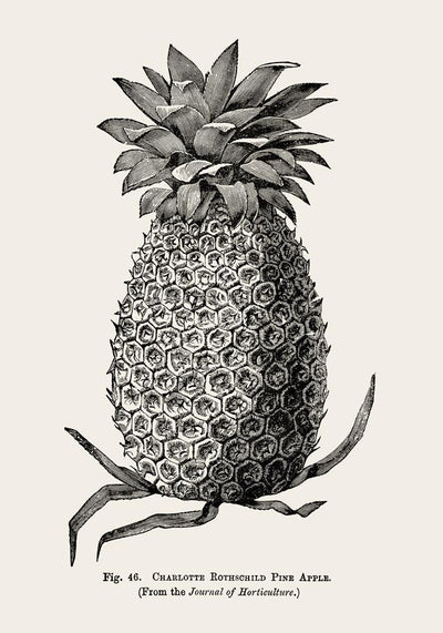 Antique Pineapple Poster – Fine Art Print Ananas Botanik UV-resistent
