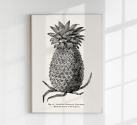 Antique Pineapple Poster – Fine Art Print Pineapple Botany UV-resistant — Ansicht 1