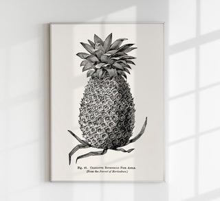 Antique Pineapple Poster – Fine Art Print | Vintage Botanical | UV‑resistent