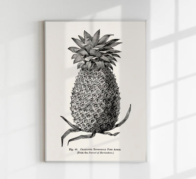 Antique Pineapple Poster – Fine Art Print Ananas Botanik UV-resistent