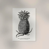 Antique Pineapple Poster – Fine Art Print Pineapple Botany UV-resistant — Ansicht 2