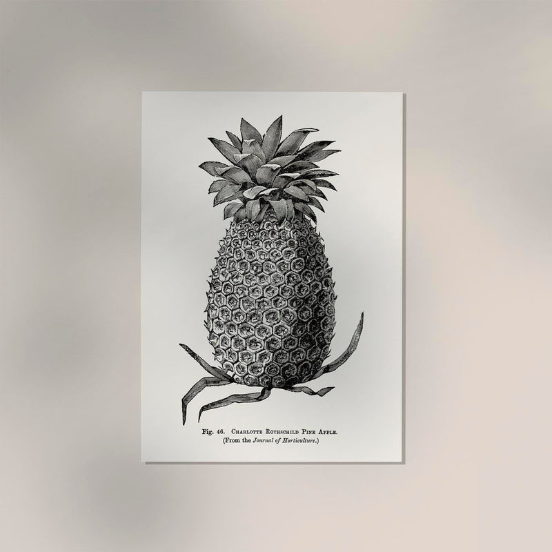 Antique Pineapple Poster – Fine Art Print Pineapple Botany UV-resistant — Ansicht 2