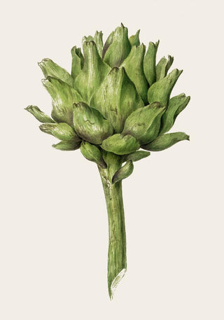 Antique Artichoke Poster – Fine Art Print | UV-beständig | Atelierdruck Berlin
